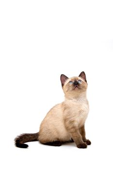 Baby siamese kitten, sitting down, looking curious.