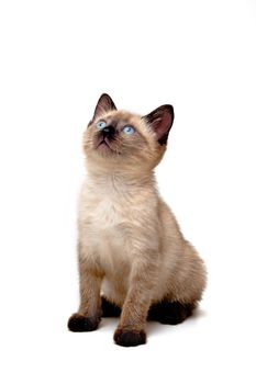 Baby siamese kitten, sitting down, looking curious.