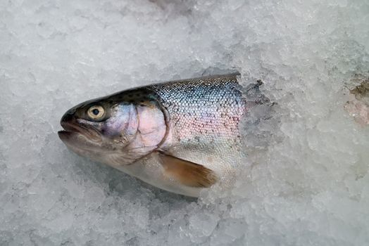 coolled fish, fresh bright trout,sale seafood