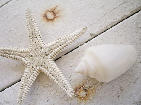 starfish and shell