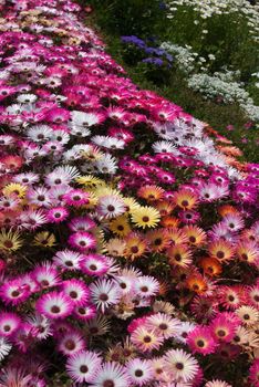 Bed of Livingston Daises spread pink, white, yellow blooms top to bottom of image.