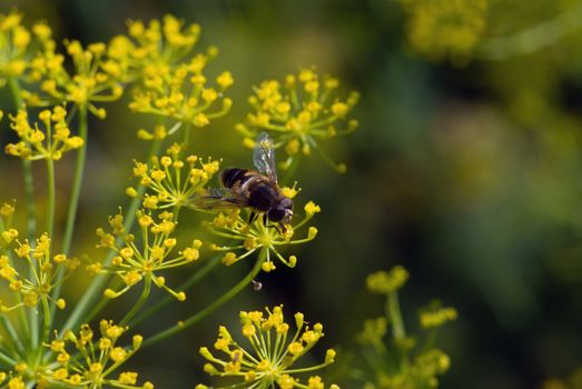 Fly sitting on flower of the dill , useful spice