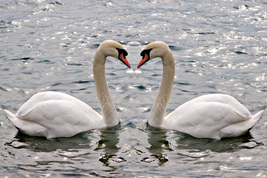 A couple of swans swimming. Concept: relationship / love.