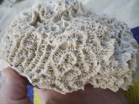 Fossile Coral