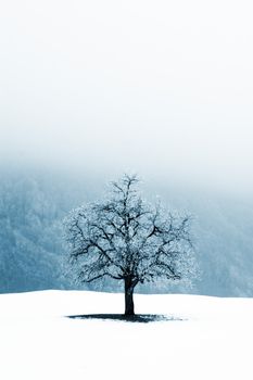 Lonely tree in foggy winter scene