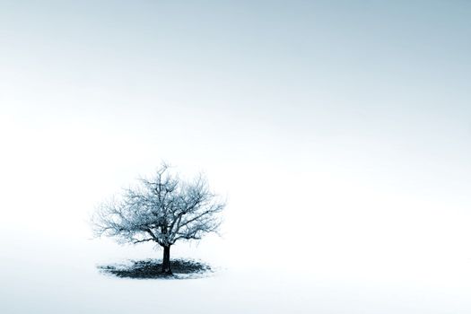 Lonely tree in winter scene