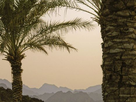 Palm trees at dusk on a background of desert mountains