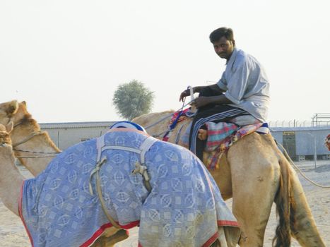 Man on a camel