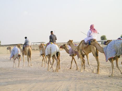 caravan of camels in the desert