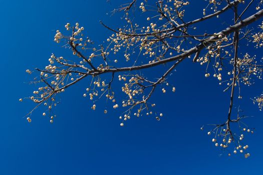 Spring Time: Branch of tree against deep blue sky