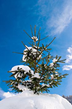 Snow covered pinetree against blue sky