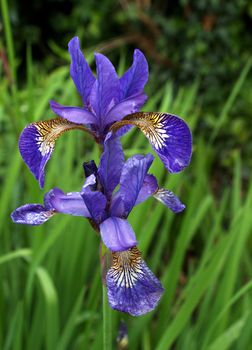 Flower head of the Blue Tiger  Iris