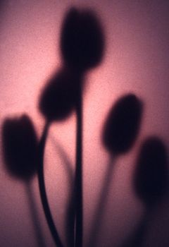 Tulips photographed behind art paper