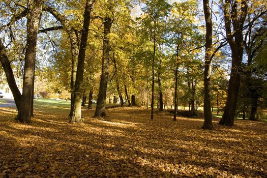 Fall colors in Paezeriai park. Lithuania