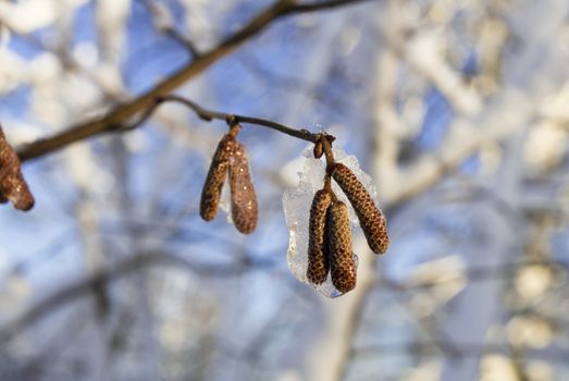 Frozen nut-tree's catkins