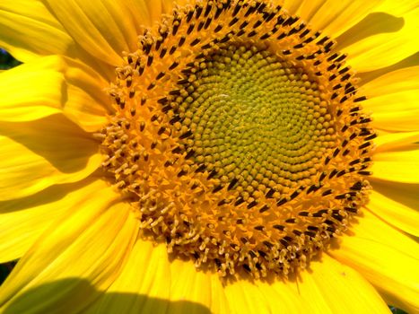 Big flower of sunflower under the sun