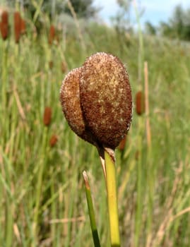 Bulrush on marsh