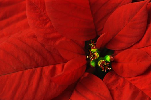 Macro image of a Poinsettia.
