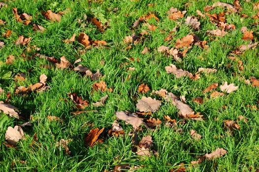 grass texture with leaves in autumn for background