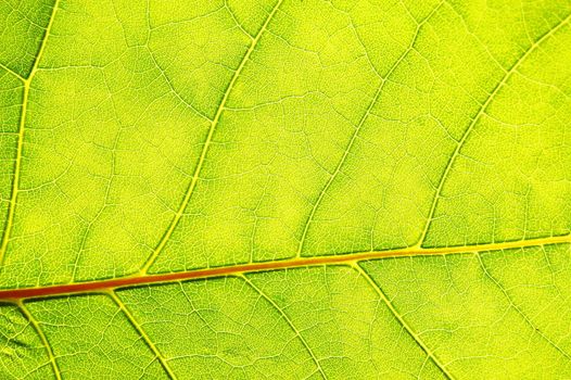 structure and texture of green leaf can be used as background