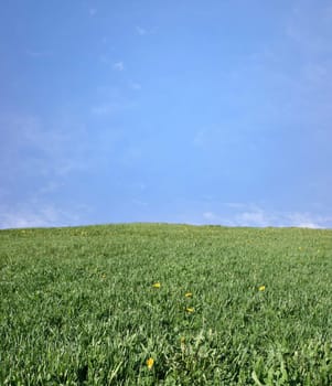 Green meadow a sunny day.