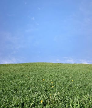 Green meadow a sunny day.