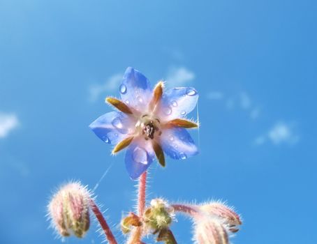 One-year grassy plant  with a smell and taste of fresh cucumber. 
Lettuce from more fresh cucumber grass calms the nervous system, regulates work of heart, improves the exchange of matters, warns inflammatory processes in buds and intestine. The grass of plant is applied at katarakh of lights, neuroses of heart, joint rheumatism, some skinning diseases.  The water extract of leaves of plant is recommended as sedative at a nervous breakdown, to insomnia, head pains, and insist tsvetkov- as diuretic and emollient mean sudoriific. Fresh leaves use in lettuces, vinaigrettes, seasonings to the meats and fishes dishes.