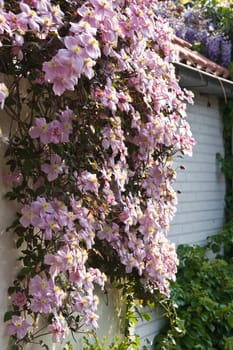 Pink flowering Clematis montana in spring growing over a white wall