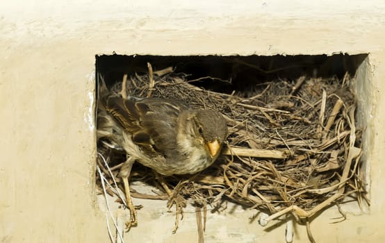 A female Mediterranean house sparrow tending to her nest 