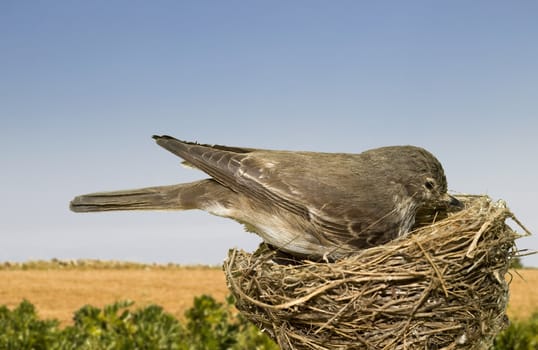 A female Mediterranean house sparrow tending to her nest 