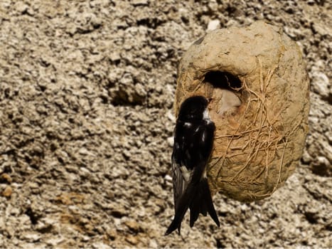 Delichon Urbica - female Mediterranean house martin tending to her nest 