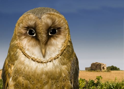 The Mediterranean Barn Owl scientific name Tyto Alba