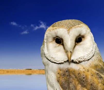 The Mediterranean Barn Owl scientific name Tyto Alba