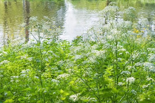 Blooming white Cow Parsley at the waterside in spring 