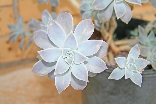 Ghost Plant, Graptopetalum Paraguayense 