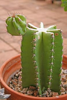 Tall Cactus with a Cactus Bulb Sprouting