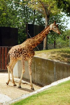 giraffe in madrid zoo, vertically framed shot
