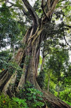 Branched tree with powerful roots. In perspective