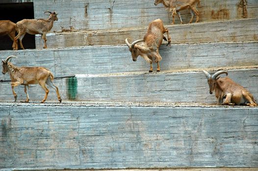 antelopa impala in madrid zoo on the steps