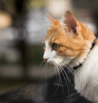 red-haired cat close up