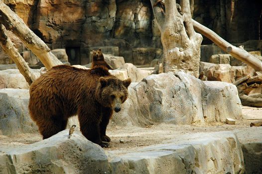 standing brown bear in madrid zoo, horizontally framed shot