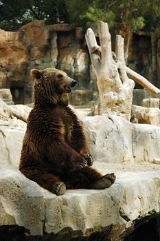 sitting brown bear in madrid zoo, vertically framed shot