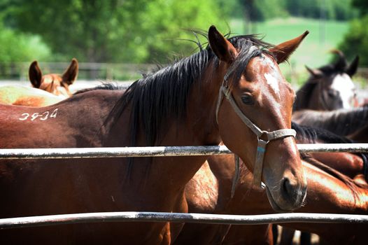 Portrait of  horse in the countryside