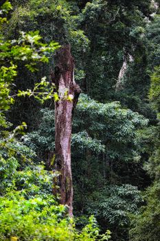 Trunk of an old tree in the forest undergrowth