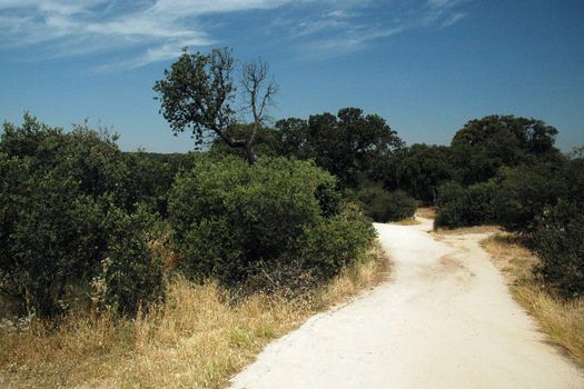 Path to Madrid zoo in summer with dry grass, trees and blue sky with white cloud