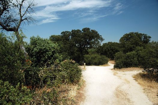 Path to Madrid zoo in summer with dry grass, trees and blue sky with white cloud