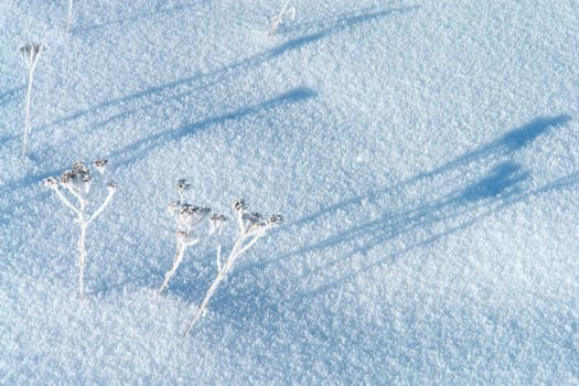 Small sprouts covered with hoar-frost on a snow surface