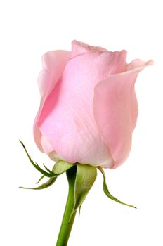 pink rose in the vase isolated on white background