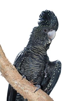 Red-Tailed Black Cockatoo Female