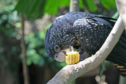 Red-Tailed Black Cockatoo Female